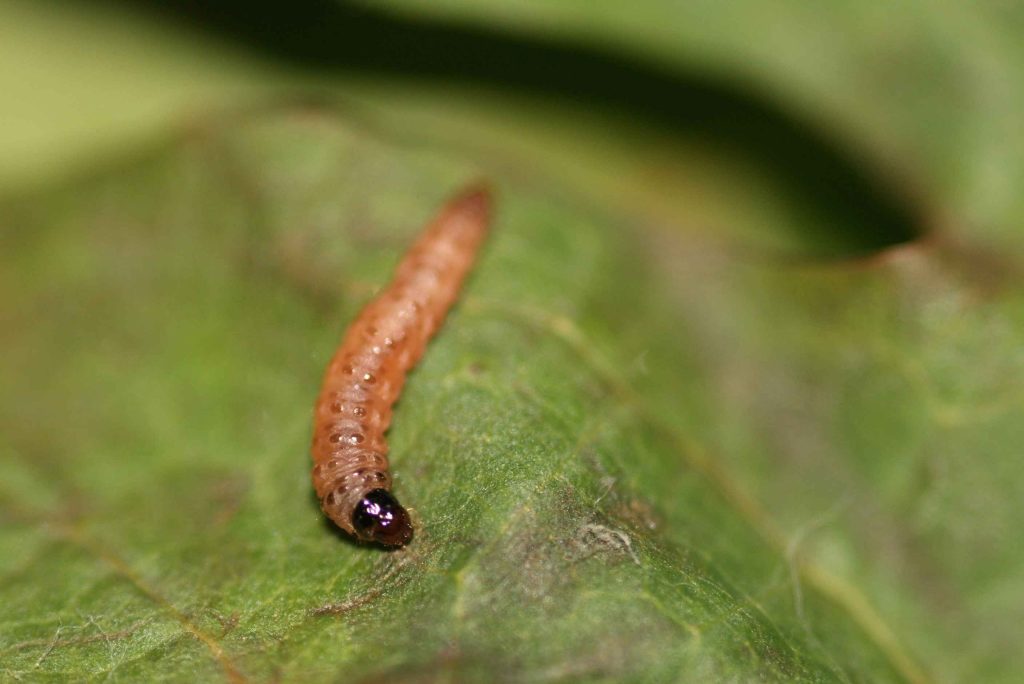 Eupoecilia ambiguella